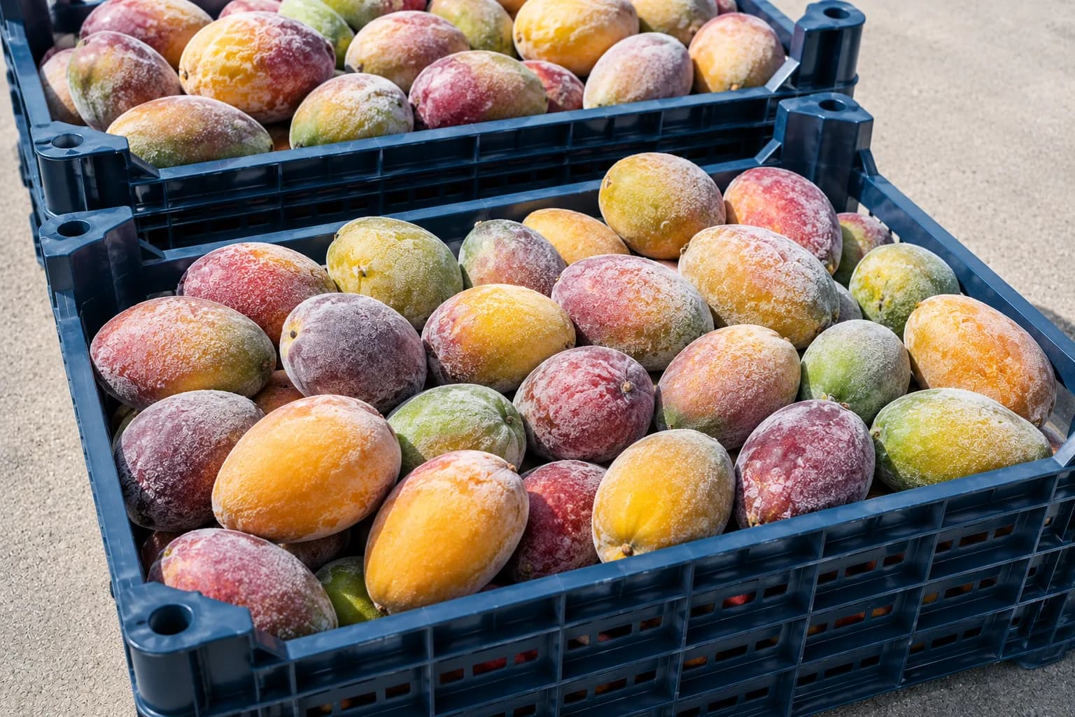 Mango Kase ürün görseli